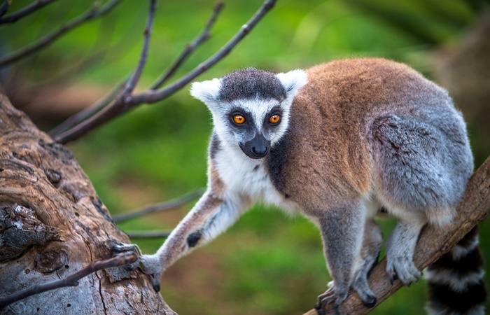 Lémur de cola anillada, especie endémica de Madagascar Lémur de cola anillada