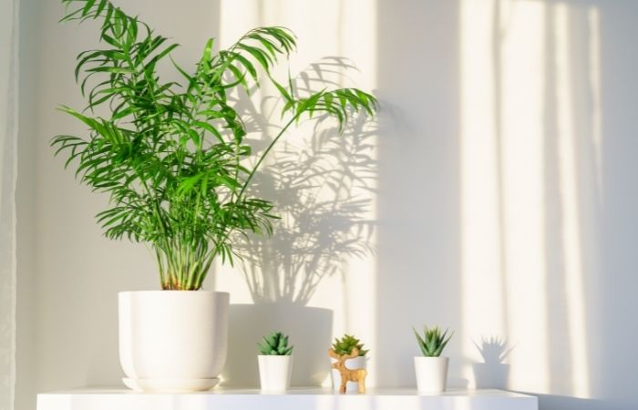 palmera de salón para dar un toque verde y elegante palmera de salón