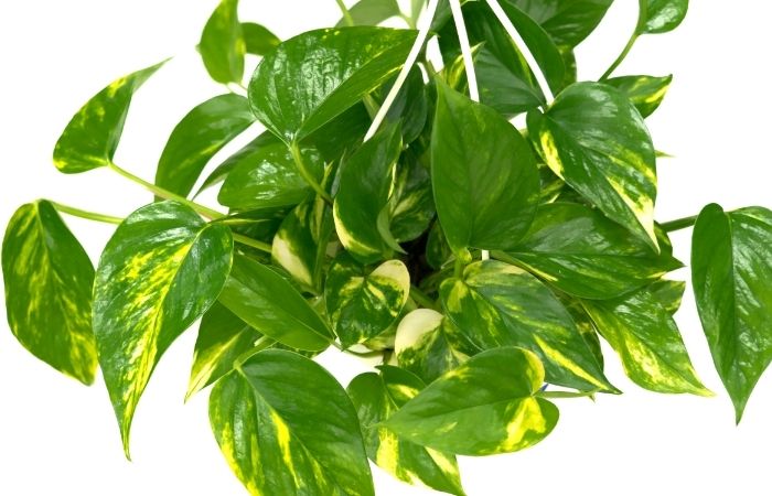 El poto es muy decorativo Poro colgante. Plantas de interior