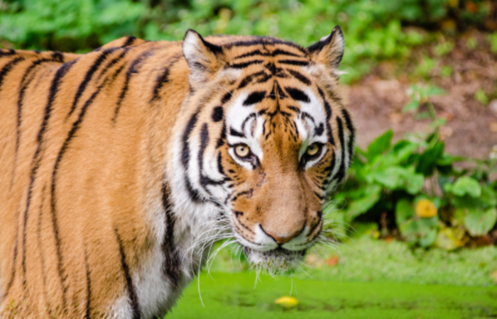 ir a un safari para celebrar el fin de curso Tigre en un safari