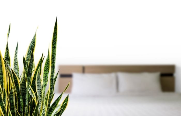 sansevieria, una planta perfecta para el dormitorio sansevieria en un dormitorio