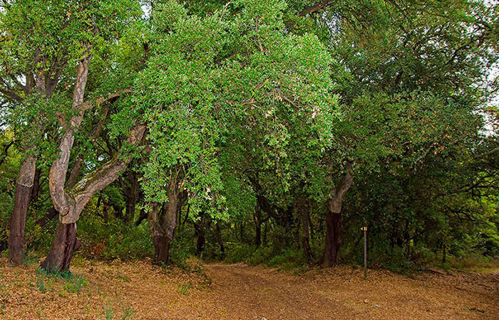 Sendero Zofreral de Cobrana en León