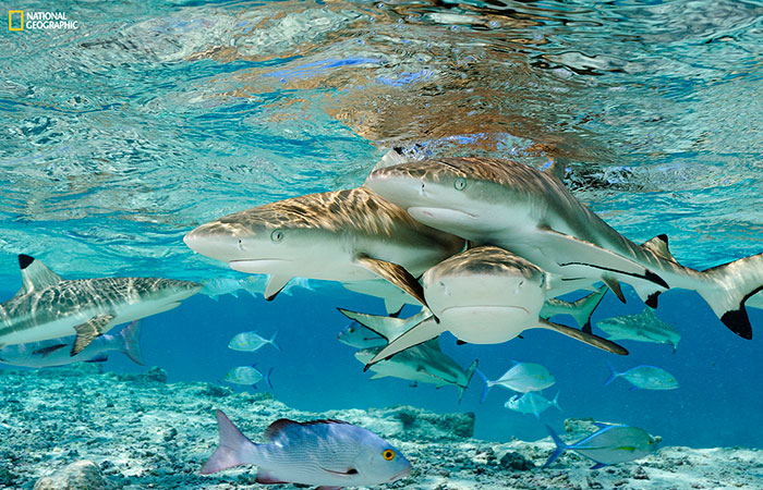 Sharks de Brian Skerry