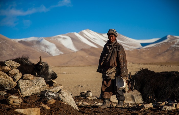 La ganadería, básica en la economía rural Pastor mongol