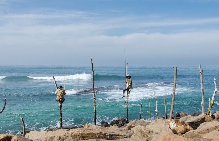 Pescadores zancudos esperando que pique algún pez Pescadores zancudos en Sri Lanka