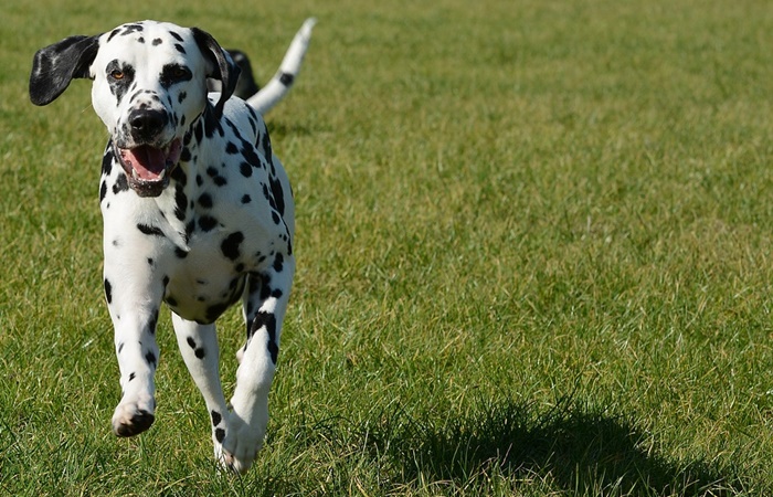 Dálmata, una raza canina autóctona curiosidades de croacia: el perro dálmata
