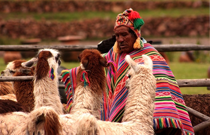 Las llamas, una ganadería de gran importancia en Perú Cuidador de llamas en Perú