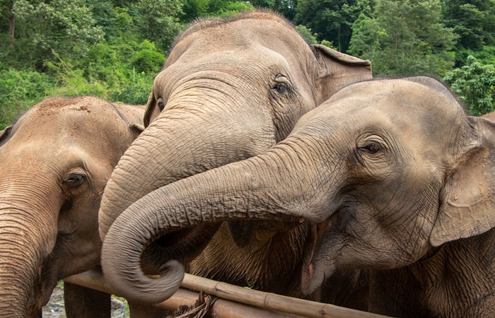 Elefantes curiosidades de tailandia: Elefantes