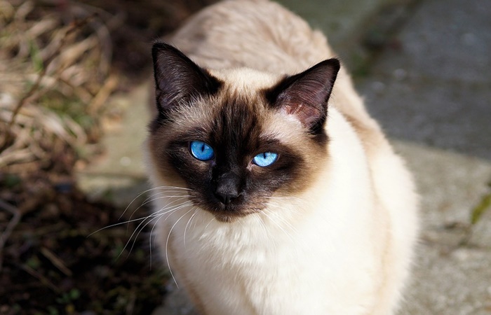 Gato siamés tradicional Gato siamés