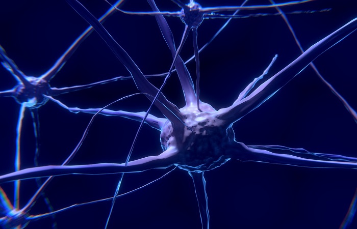 Primeras conexiones neuronales, importantes durante la vida adulta Conexiones neuronales, clave del desarrollo del cerebro de los niños