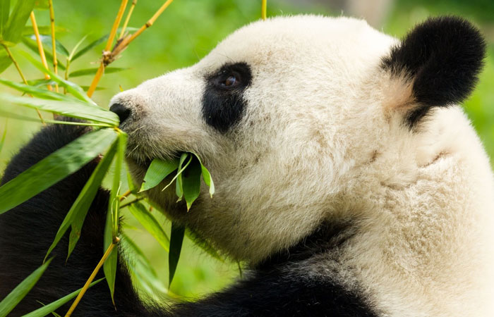 Beneficios de llevar a los niños al zoo. Oso panda. Beneficios de llevar a los niños al zoo