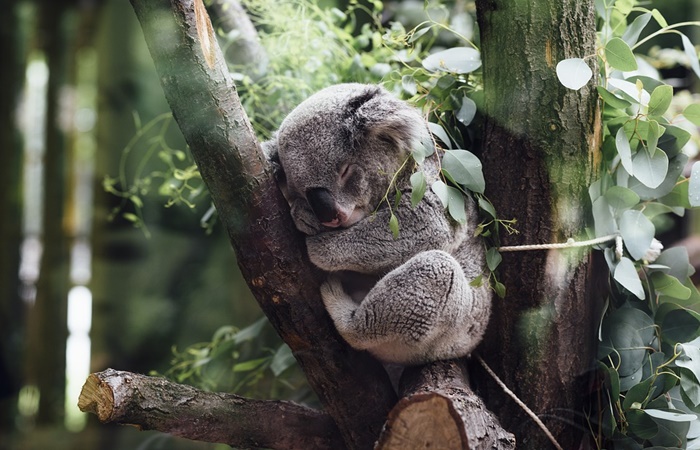 koala durmiendo en un árbol curiosidades de australia: koalas y otras especies endémicas
