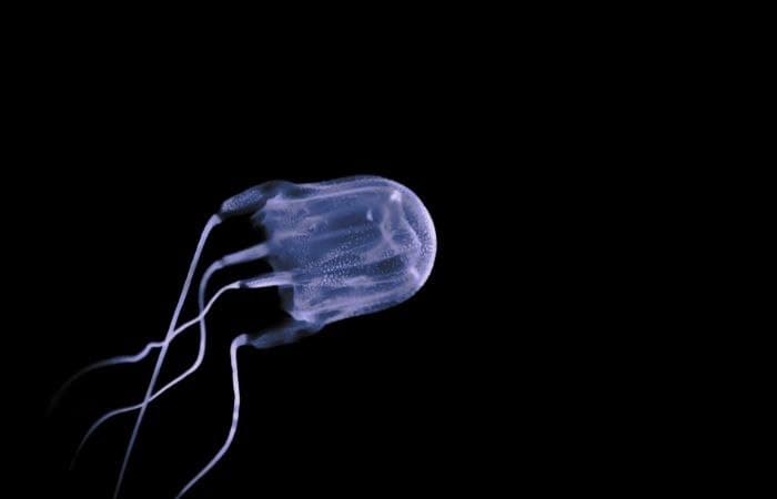 Box Jellyfish, la medusa mortal Box Jellyfish