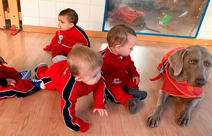 Acercamiento paulatino al perro en la clase de infantil Un perro en el aula de la escuela infantil llama la atención de algunos pequeños