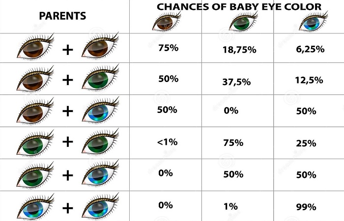 Cuándo les cambia el color de ojos a los bebés: tabla de combinaciones genéticas Cuándo les cambia el color de ojos a los bebés: tabla de prevalencias genéticass