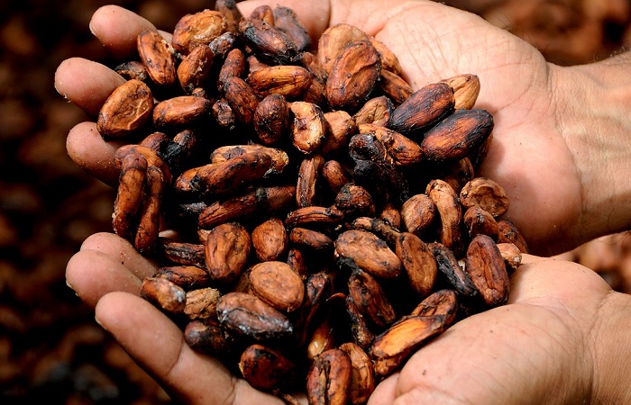 Pruebas de la relación entre el cultivo del cacao y la esclavitud infantil La relación entre el cultivo del cacao y la esclavitud infantil, probada