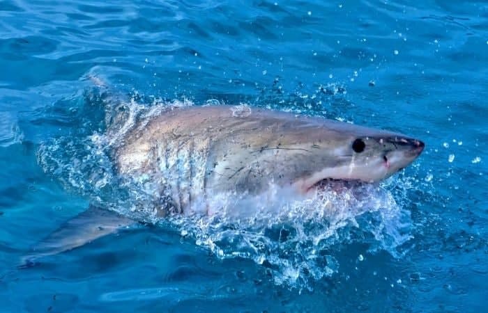 Tiburón blanco en Gansbaai, uno de los mejores sitios del mundo para avistarlos Tiburón blanco en la costa de Gansbaai