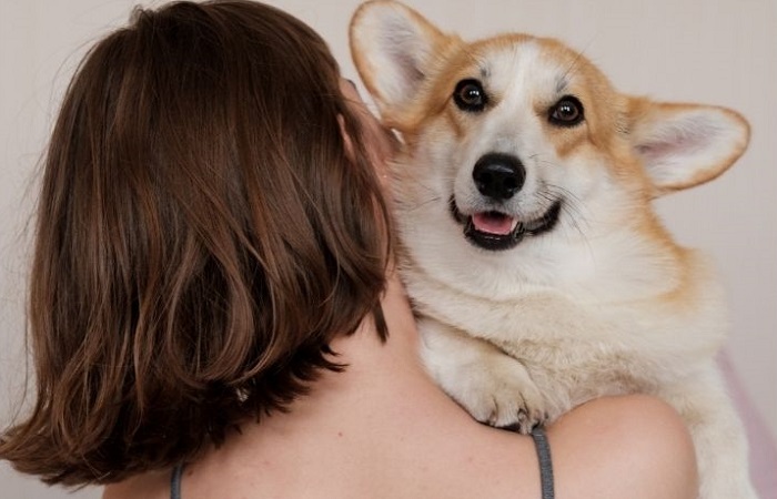 Perros, mascotas más numerosas Perros en lugar que niños en España
