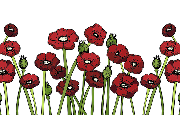 ilustración de amapolas amapola
