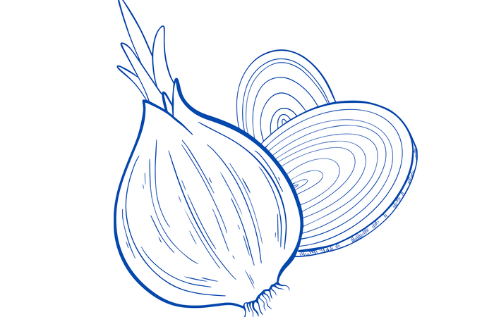 ilustración de cebolla cebolla