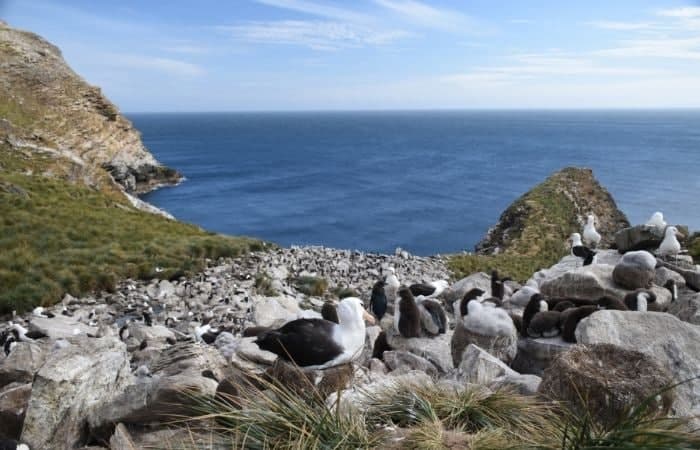 Las Islas Malvinas son, según Green Destinations, uno de los destinos ejemplares en cuanto a sostenibilidad Islas Malvinas, uno de los destinos más sostenibles para 2021