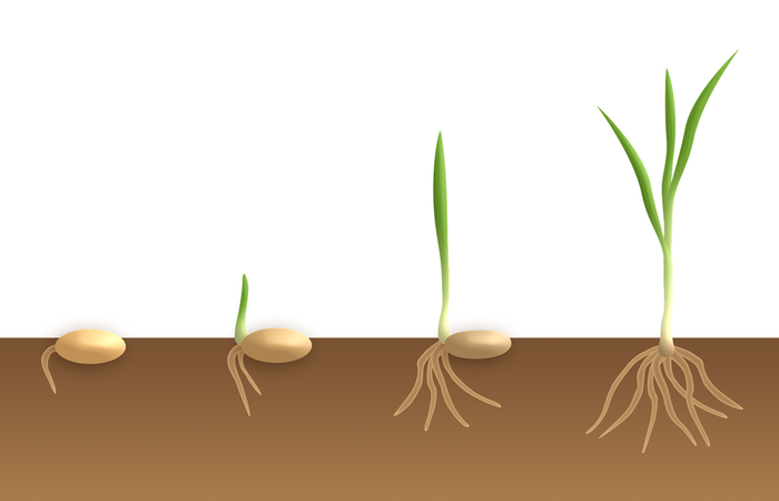 ilustración del proceso de germinación de una semilla adivinanzas fáciles para niños: semilla