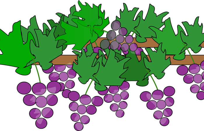 ilustración de racimos de uvas en la parra uva