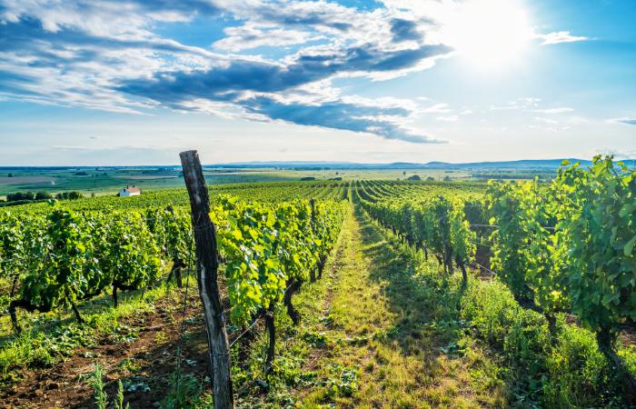 Si te encanta la cultura vinícola regional, este es tu destino tokaj hungria mejores pueblos del mundo