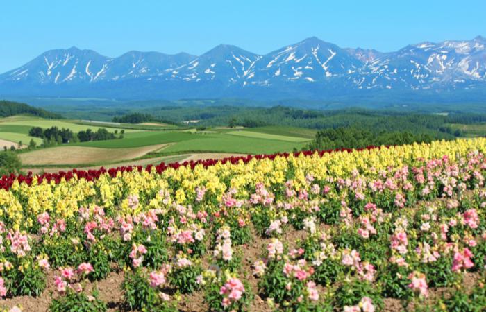 Los mosaicos de flores colorean Biei Biei, Japón