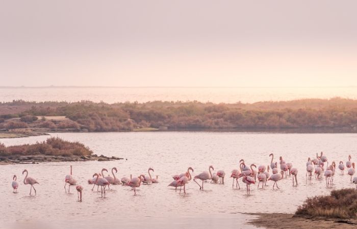 Parque Natural del Delta del Ebro en Tarragona