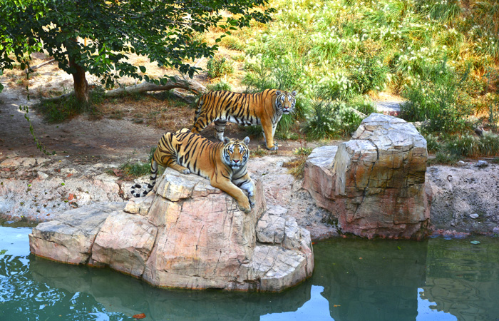 animales salvajes en terra natura benidorm terra natura benidorm