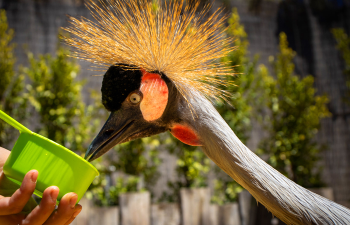 animales en acción terra natura benidorm: animales en acción