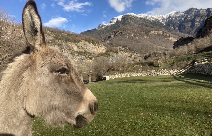 Fauna del camping la Borda d’Arnaldet camping la Borda d’Arnaldet