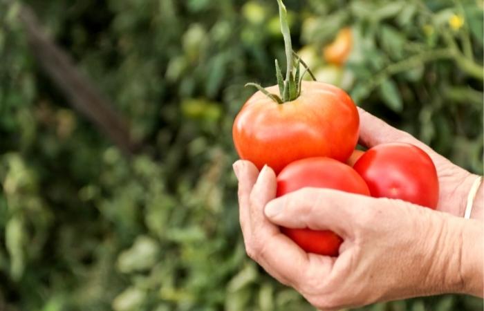 Alimentos saludables