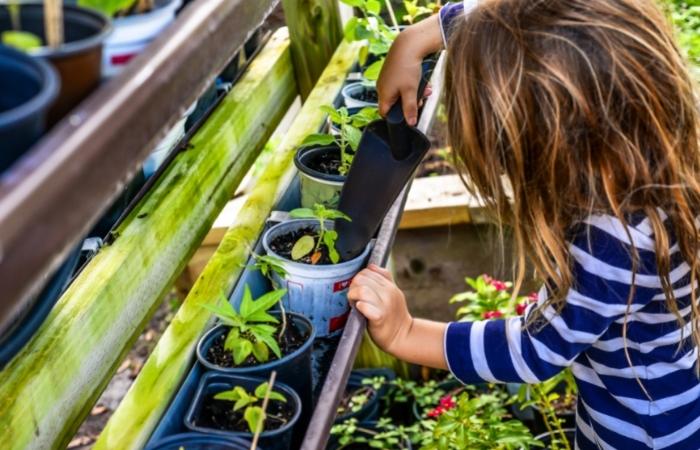 Cómo hace que los niños colaboren con las plantas que hay en casa Ideas para que los niños colaboren con las plantas que hay en casa