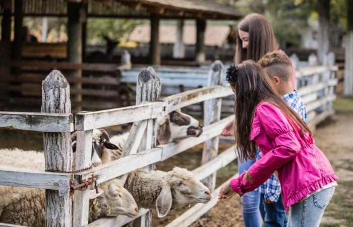 conectar el medio rural y urbano a través de proyectos educativos el internet de las gallinas para proyectos educativos