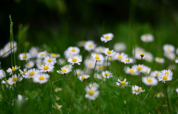 ceguera a las plantas del día a día