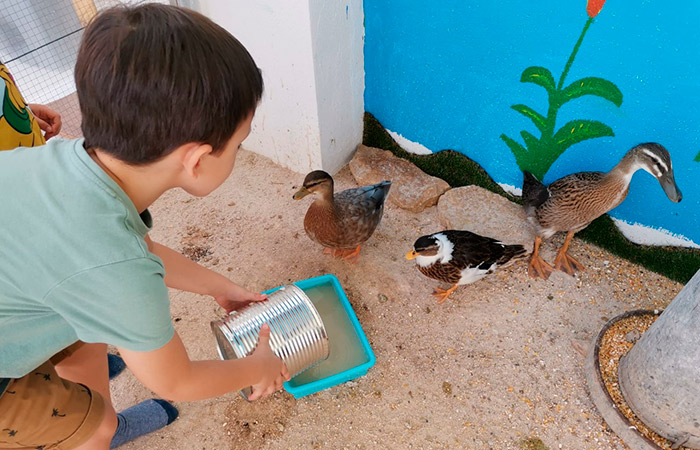 Aprendizaje directo con los animales de granja planes al aire libre: contacto con los animales