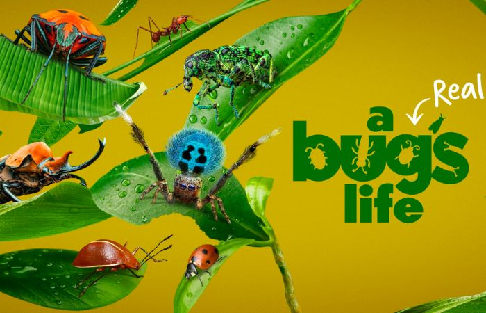 Cartel de Bichos La verdadera aventura Bichos La verdadera aventura