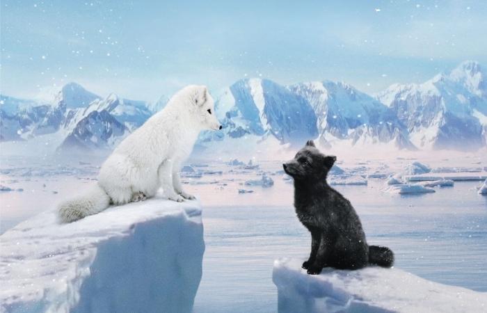 ¿Podrá la pareja de zorros reencontrarse antes del nacimiento de su cachorro? cine navidad estrenos kina y yuk