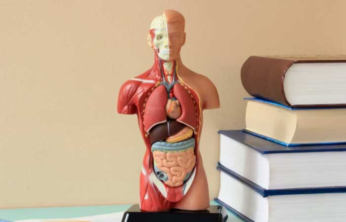 Aprender con adivinanzas sobre el cuerpo humano es más fácil para los niños Adivinanzas sobre el cuerpo humano para niños