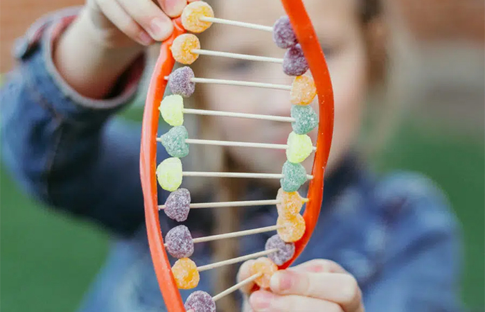 cómo hacer una cadena de ADN con gominolas cadena ADN hecha con chuches