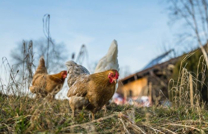 ¿Qué fue antes, el huevo o la gallina?