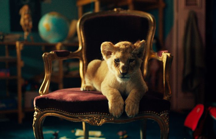 King, mi pequeño rey