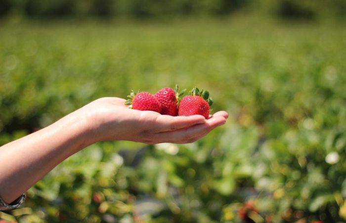 Recolecta tus propias fresas