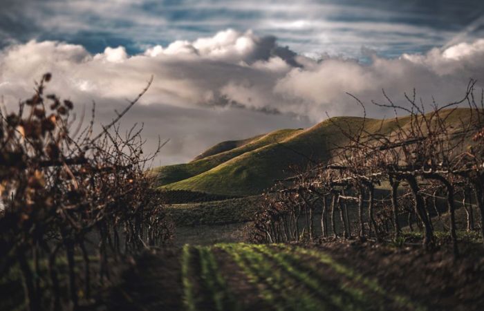 Viñedo en primavera: visita, cata de vino y parrillada con sarmientos