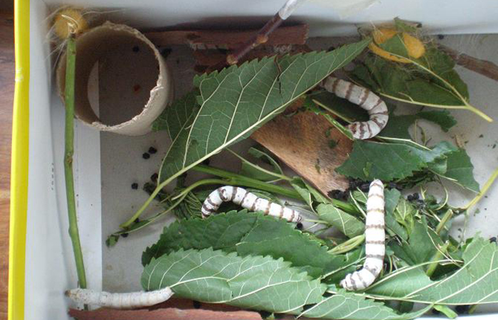 Cómo preparar una caja para gusanos de seda caja de gusanos de seda