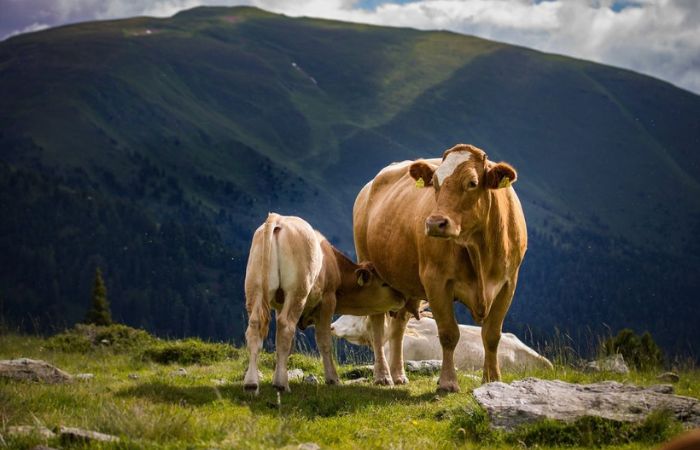 Vida de vaquero en la dehesa