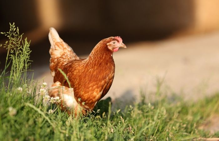 Acuesta a las gallinas