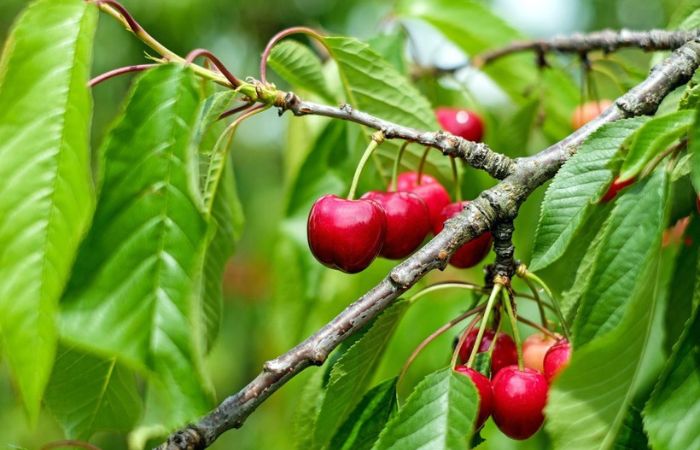 Cerezas en La Vera